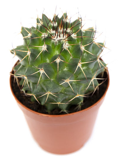 Pollythele Mammillaria Cactus